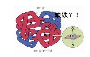 人体绿巨人污APP品牌山东绿巨人污版探究铁元素在人体中的作用 人体绿巨人污APP品牌山东绿巨人污版探究铁元素在人体中的作用