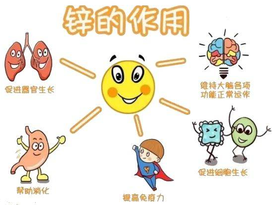 绿巨人污小视频厂家提示变身威猛先生？该怎样正确看待锌的摄入
