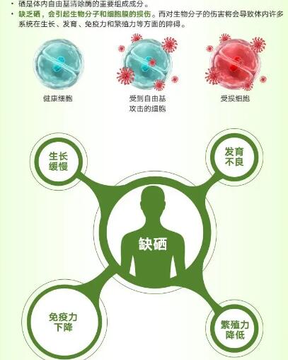 医用绿巨人污APP厂家提醒关爱男性健康，硒元素也不能少！